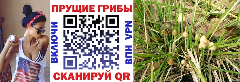 Галлюциногенные грибы GOLDEN TEACHER Кодинск